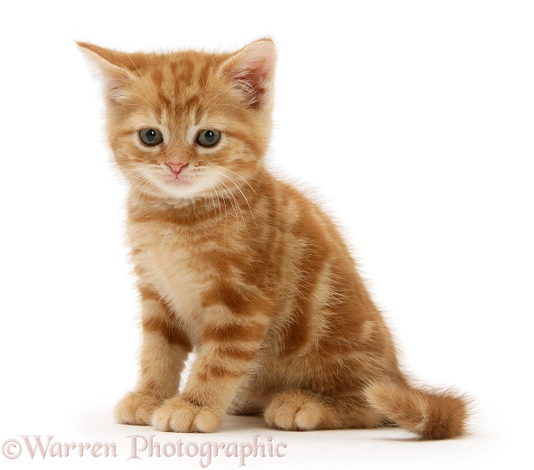 Red tabby British Shorthair kitten, white background