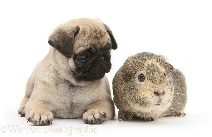 Fawn Pug pup, 8 weeks old, and Guinea pig, white background