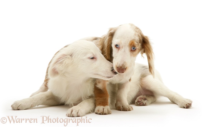 Chocolate dapple Miniature Dachshund pup playing with white Shetland Sheepdog pup, white background