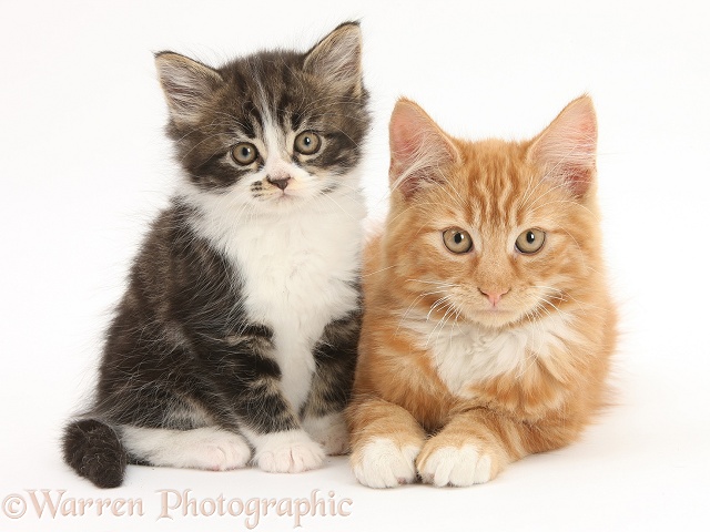 Ginger kitten, Butch, 3 months old, with younger Tabby-and-white kitten, white background