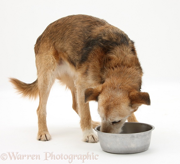 Lakeland Terrier x Border Collie bitch, Bess, eating her food from a metal bowl, white background
