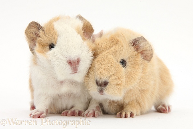 1 day old baby Guinea pigs, white background