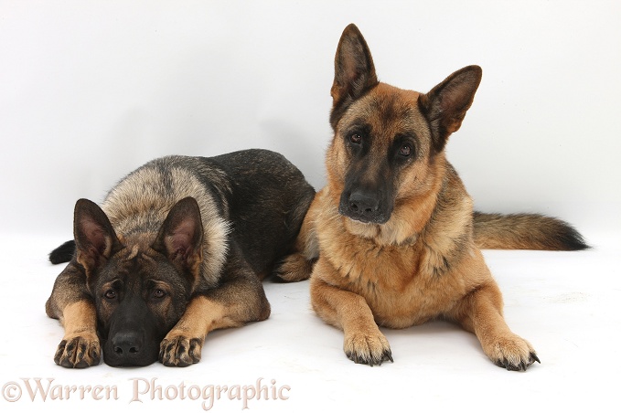 German Shepherd Dogs, Buster and Zulu, white background