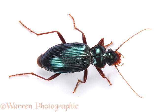 Ground beetle (Leistus spinibarbis), white background