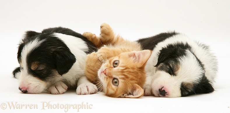 British shorthair red spotted kitten with sleepy tricolour Border Collie pups, all 5 weeks old, white background