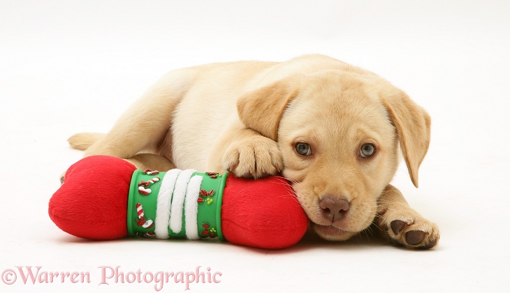 Yellow Labrador Retriever pup resting on a Christmas soft toy bone, white background