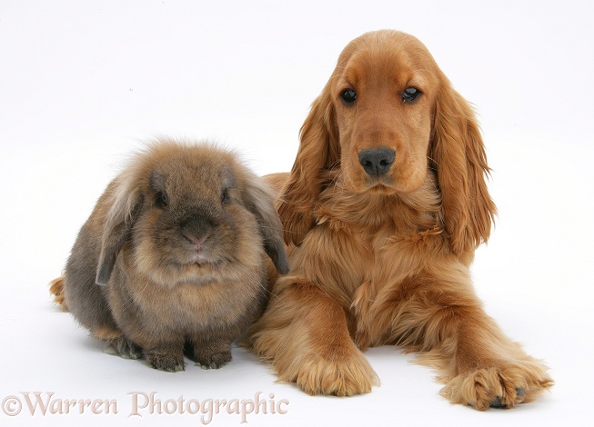 Red/Golden English Cocker Spaniel, 5 months old, with Lionhead-cross rabbit, white background
