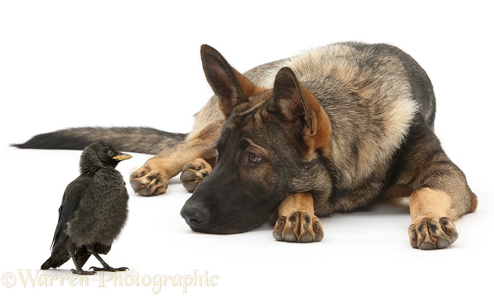 German Shepherd Dog, Buster, with young Jackdaw, white background