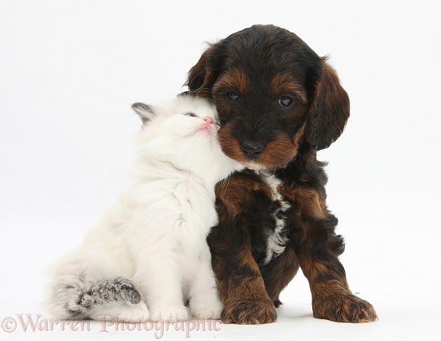 Cockapoo pup and Ragdoll-cross kitten, white background
