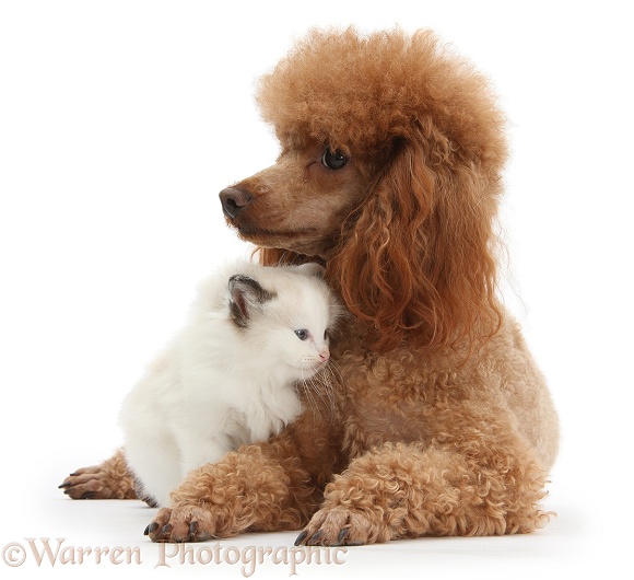Red toy Poodle dog, Reggie, and Ragdoll-cross kitten, 5 weeks old, white background