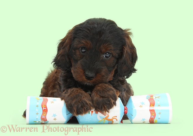 Cockapoo pup with paws over a Christmas cracker, white background