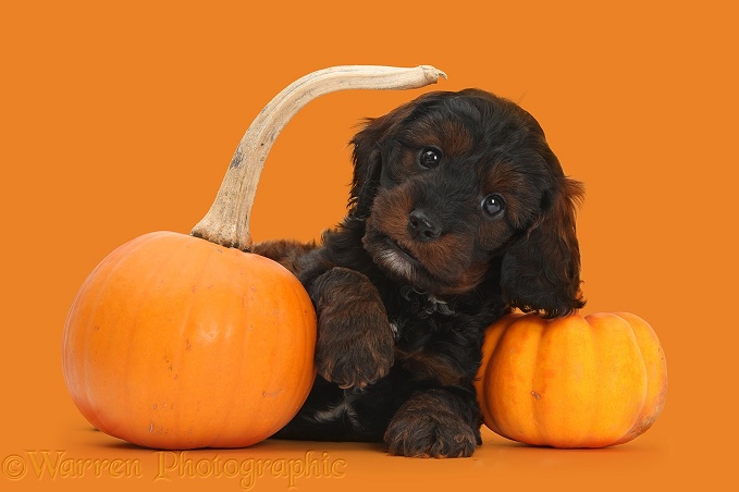 Cockapoo pup with pumpkins, white background