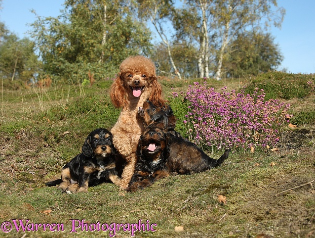 Red toy Poodle dog, Reggie, and her Cockapoo pups