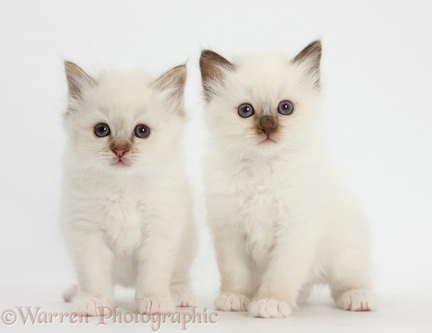 Two colourpoint kittens, white background