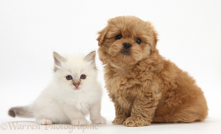 Peekapoo pup and white kitten, white background