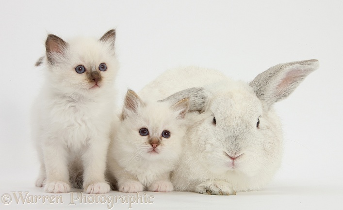 Two white kittens and a white rabbit, white background