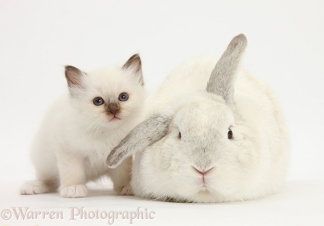 White kitten and white rabbit, white background