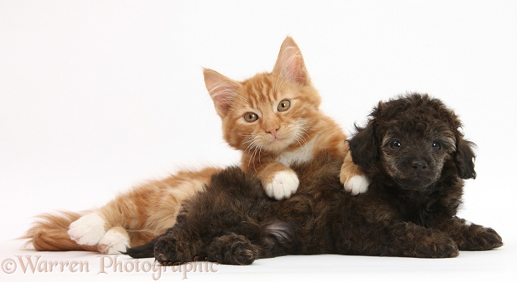 Ginger male kitten, Butch, 3 months old, and red brindle Toy Poodle pup, white background