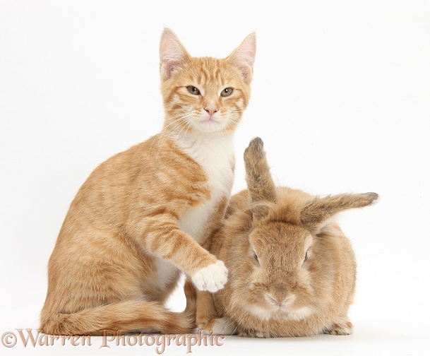Ginger kitten, Tom, 3 months old, with Sandy Lionhead-cross rabbit, Tedson, white background