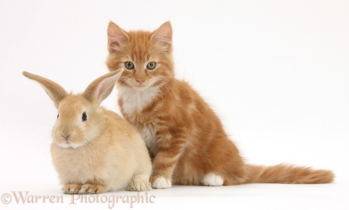 Ginger kitten, Butch, 10 weeks old, and young Sandy Lop rabbit, white background