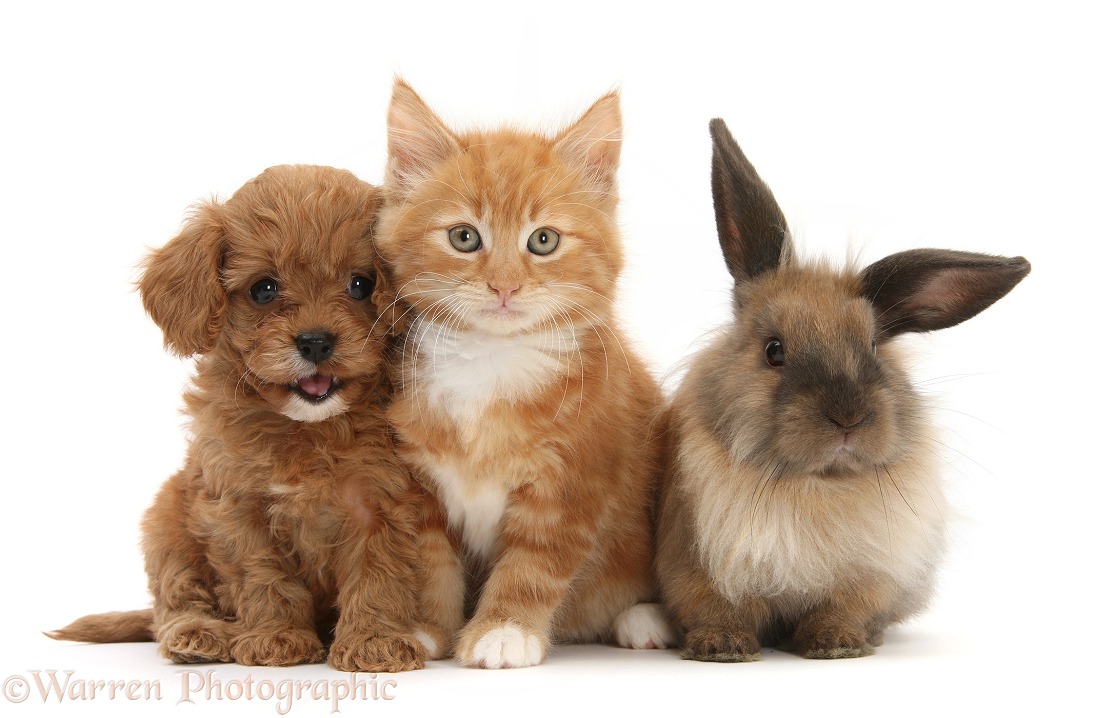 Ginger kitten, Butch, 9 weeks old, with Cavapoo pup and Lionhead rabbit, white background