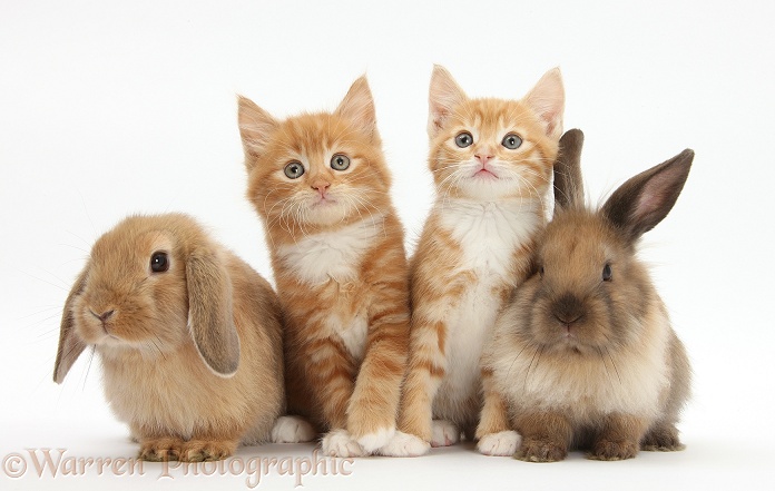 Ginger kittens, Tom and Butch, 7 weeks old, and young Lionhead-Lop rabbits, white background