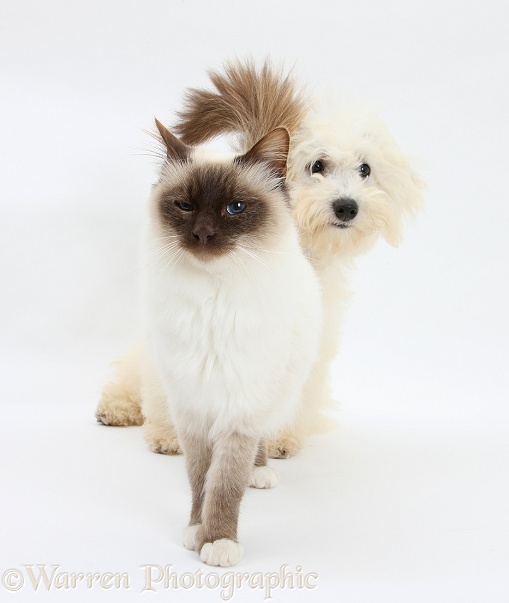 Bichon Frise dog, Louie, 5 months old, with a Birman cat, white background