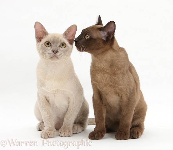Young Burmese cats, white background
