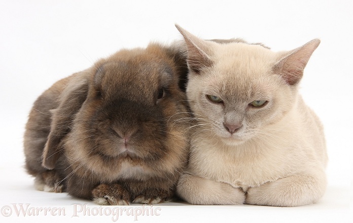 Sleepy young Burmese cat and Lionhead rabbit, white background
