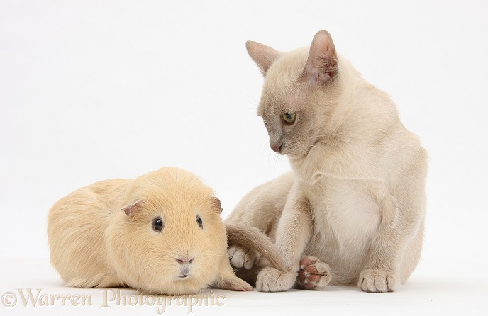 Young Burmese cat and Guinea pig, white background
