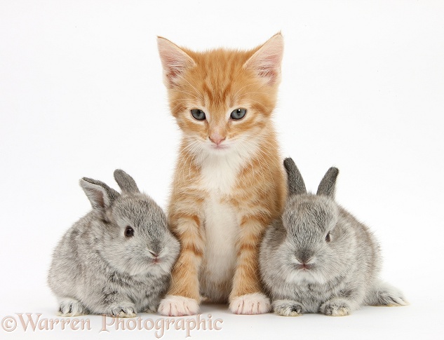 Ginger kitten, Tom, 7 weeks old, and baby silver Lop rabbits, white background