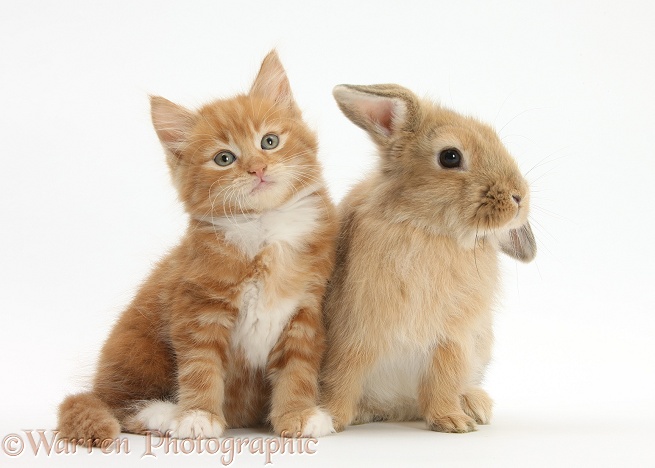 Ginger kitten, Butch, 7 weeks old, and young sandy Lop rabbit, white background