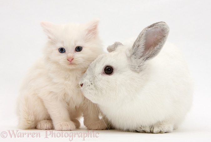 White Maine Coon kitten and white rabbit, white background