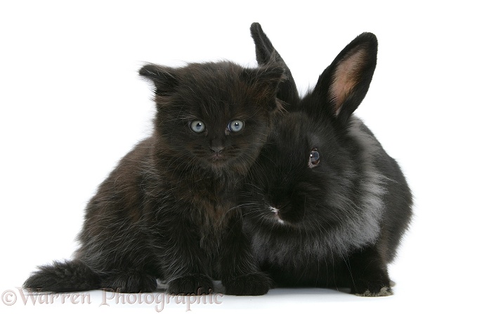 Black kitten with black Lionhead-cross rabbit, white background