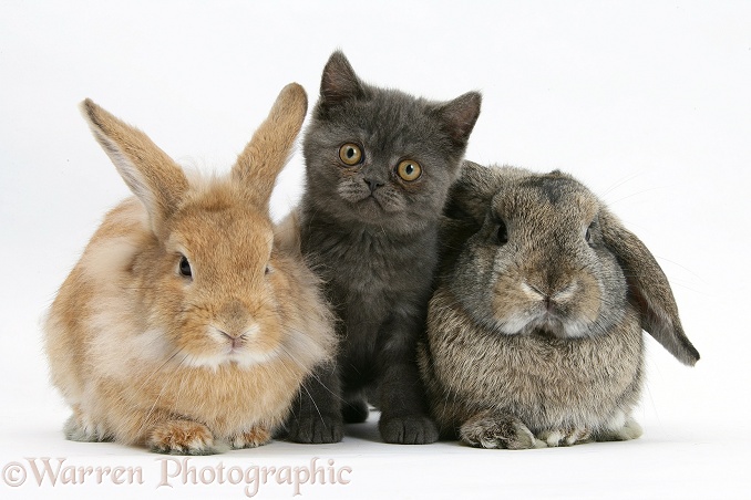 Grey kitten with sandy Lionhead-cross rabbit and agouti Lop rabbit, white background