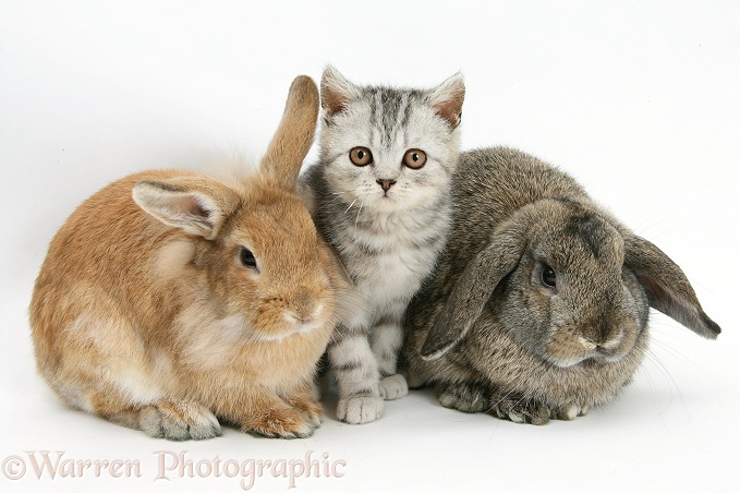 Silver tabby kitten with sandy Lionhead-cross and agouti Lop rabbits, white background