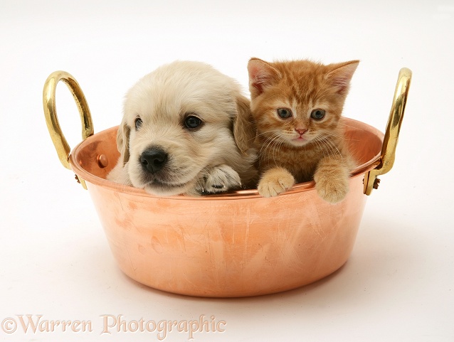 Golden Retriever pup and ginger kitten in a copper pan, white background