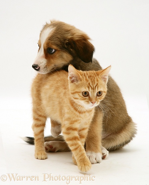 British Shorthair red tabby kitten with Sable Border Collie pup, white background