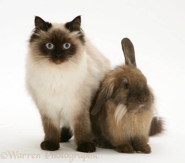 Young Birman-cross cat and Dwarf Lionhead x Lop rabbit, white background