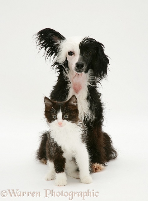 Chinese crested dog and black-and-white kitten, white background