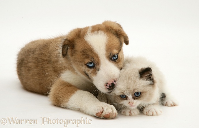 Blue-eyed red merle Border Collie puppy, Zebedee, with Birman-cross kitten, white background