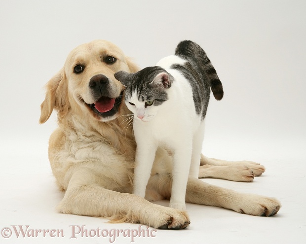 Silver-and-white cat, Clover, with against Golden Retriever, Lola, white background