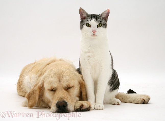 Silver-and-white cat, Clover, with sleepy Golden Retriever, Lola, white background