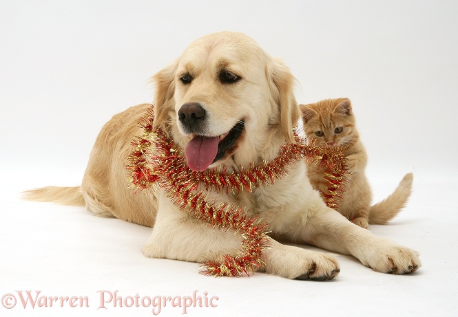 Golden Retriever Lola and Cream Spotted British Shorthair kitten with Christmas tinsel, white background