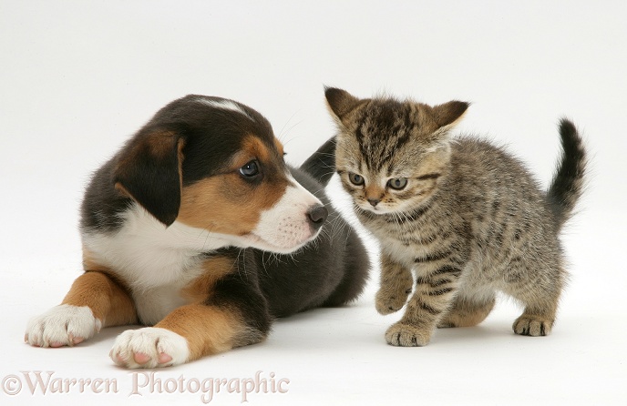 Brown tabby kitten with tricolour pup, Velvet, white background