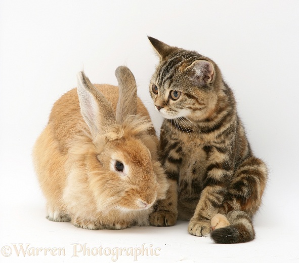 Lionhead Dwarf rabbit and tabby kitten, Tiger Lily, white background