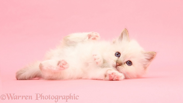 Colourpoint kitten lying on pink background