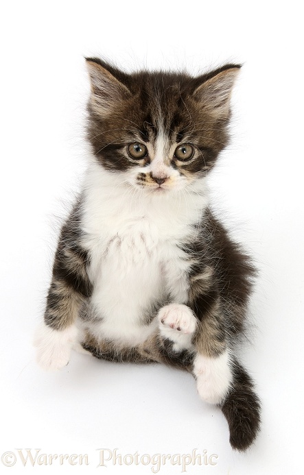 Tabby-and-white kitten sitting back and looking up, white background