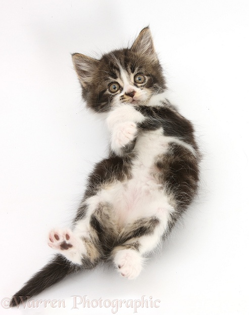 Tabby-and-white kitten lying on its back and looking up, white background
