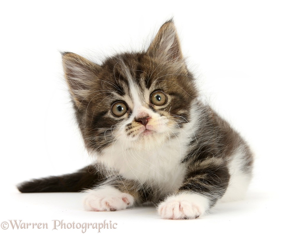 Tabby-and-white kitten, white background